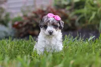 Zara, a female Cavapoo for sale in Fredericksburg, OH – 2 of 6