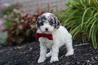 Reno, a male Cavapoo for sale in Fredericksburg, OH – 6 of 7