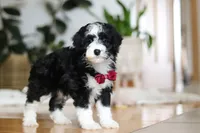 processed/b71623b4-7457-48c1-b8dd-929b6615dc97/listing/1ee8a149-8460-4f82-bec4-8e33e884de88/3907b25d-1916-4d19-b586-30fe864742f5