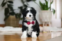 processed/b71623b4-7457-48c1-b8dd-929b6615dc97/listing/1ee8a149-8460-4f82-bec4-8e33e884de88/7ae5ff8a-2962-4476-9dba-30bbad27a989