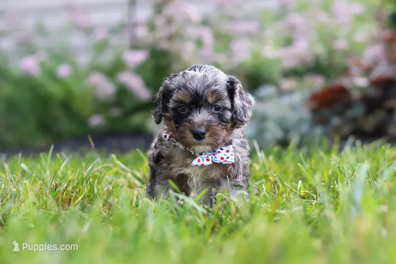 Auggie – Cavapoo puppy for sale in Fredericksburg, OH