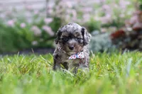 Auggie, a male Cavapoo for sale in Fredericksburg, OH – 1 of 6