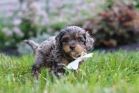 Alfie, a male Cavapoo for sale in Fredericksburg, OH – 4 of 8