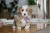 processed/b71623b4-7457-48c1-b8dd-929b6615dc97/listing/2a4aac27-11d7-40c3-96a7-27292e4afbab/3928acc9-1243-4fa0-ae65-62e9d5de5b0b