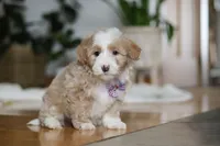 processed/b71623b4-7457-48c1-b8dd-929b6615dc97/listing/2a4aac27-11d7-40c3-96a7-27292e4afbab/64d18c1c-efc3-421f-a831-92f58c36354b