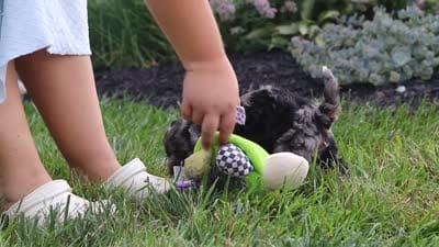Auggie, a male Cavapoo for sale in Fredericksburg, OH – 6 of 6