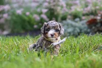 Luka, a male Cavapoo for sale in Fredericksburg, OH – 3 of 7