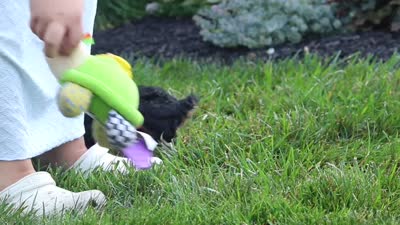 Milo, a male Cavapoo for sale in Fredericksburg, OH – 6 of 6
