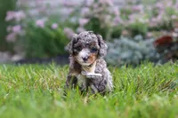 Luka, a male Cavapoo for sale in Fredericksburg, OH – 5 of 7