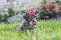 Nala, a female Cavapoo for sale in Fredericksburg, OH – 5 of 7