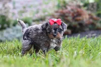 Nala, a female Cavapoo for sale in Fredericksburg, OH – 2 of 7