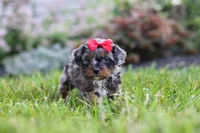 Nala, a female Cavapoo for sale in Fredericksburg, OH – 6 of 7