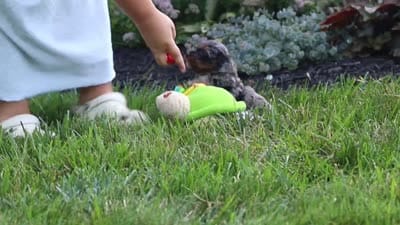 Nala, a female Cavapoo for sale in Fredericksburg, OH – 7 of 7