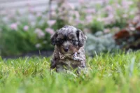 Auggie, a male Cavapoo for sale in Fredericksburg, OH – 4 of 6