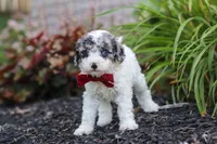 Reno, a male Cavapoo for sale in Fredericksburg, OH – 4 of 7