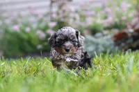 Auggie, a male Cavapoo for sale in Fredericksburg, OH – 5 of 6