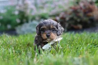 Alfie, a male Cavapoo for sale in Fredericksburg, OH – 3 of 8
