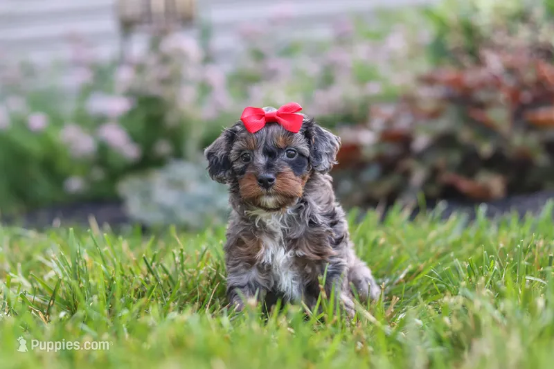 Nala – Cavapoo puppy for sale in Fredericksburg, OH