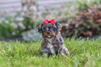 Nala, a female Cavapoo for sale in Fredericksburg, OH – 1 of 7