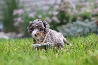 Luka, a male Cavapoo for sale in Fredericksburg, OH – 4 of 7