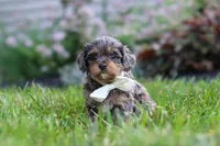 Alfie, a male Cavapoo for sale in Fredericksburg, OH – 6 of 8