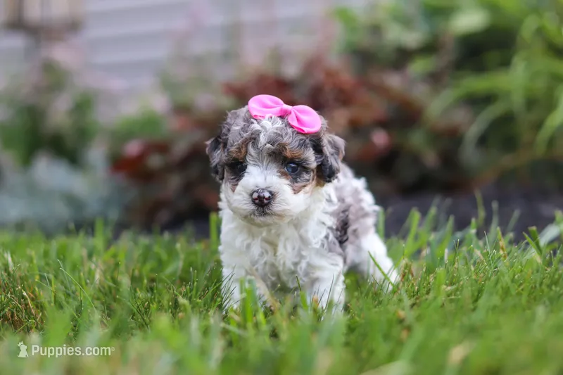 Zara – Cavapoo puppy for sale in Fredericksburg, OH