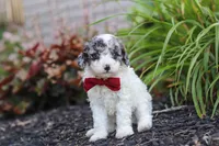 Reno, a male Cavapoo for sale in Fredericksburg, OH – 5 of 7