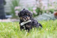 Milo, a male Cavapoo for sale in Fredericksburg, OH – 2 of 6