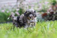 Auggie, a male Cavapoo for sale in Fredericksburg, OH – 2 of 6