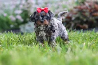 Nala, a female Cavapoo for sale in Fredericksburg, OH – 3 of 7