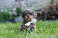 Alfie, a male Cavapoo for sale in Fredericksburg, OH – 2 of 8