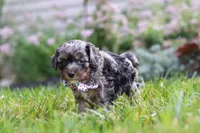 Auggie, a male Cavapoo for sale in Fredericksburg, OH – 3 of 6
