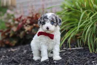 Reno, a male Cavapoo for sale in Fredericksburg, OH – 2 of 7