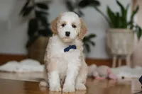 Otis, a male Sheepadoodle for sale in Fredericksburg, OH – Photo 6 of 6