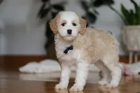 Otis, a male Sheepadoodle for sale in Fredericksburg, OH – Photo 3 of 6