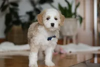 Otis, a male Sheepadoodle for sale in Fredericksburg, OH – Photo 2 of 6