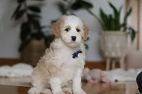 Otis, a male Sheepadoodle for sale in Fredericksburg, OH – Photo 4 of 6