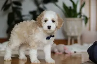 Otis, a male Sheepadoodle for sale in Fredericksburg, OH – Photo 5 of 6