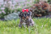 Nala, a female Cavapoo for sale in Fredericksburg, OH – 4 of 7