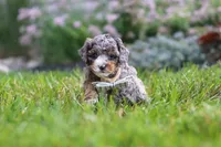 Luka, a male Cavapoo for sale in Fredericksburg, OH – 6 of 7