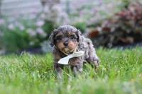 Alfie, a male Cavapoo for sale in Fredericksburg, OH – 5 of 8