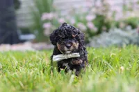 Milo, a male Cavapoo for sale in Fredericksburg, OH – 3 of 6