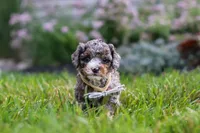 Luka, a male Cavapoo for sale in Fredericksburg, OH – 2 of 7