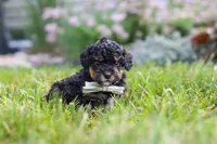 Milo, a male Cavapoo for sale in Fredericksburg, OH – 5 of 6
