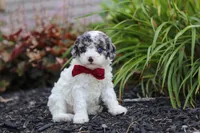 Reno, a male Cavapoo for sale in Fredericksburg, OH – 3 of 7