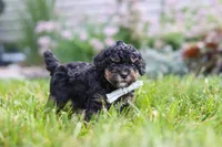 Milo, a male Cavapoo for sale in Fredericksburg, OH – 4 of 6