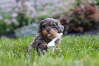 Alfie, a male Cavapoo for sale in Fredericksburg, OH – 1 of 8
