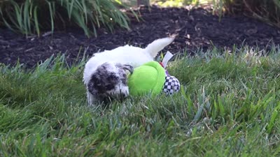 Reno, a male Cavapoo for sale in Fredericksburg, OH – 7 of 7