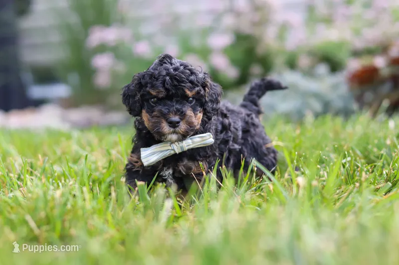 Milo – Cavapoo puppy for sale in Fredericksburg, OH