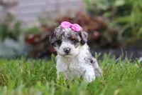 Zara, a female Cavapoo for sale in Fredericksburg, OH – 3 of 6
